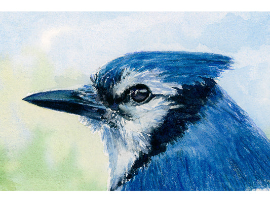 Close-up detail of original watercolor painting of Blue Jay, showing curious expression and brilliant blue feathers.