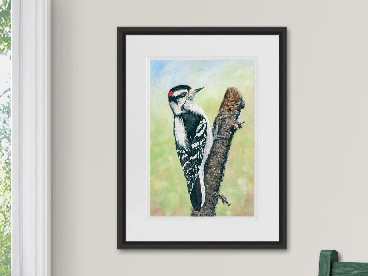 Framed original watercolor painting of Downy Woodpecker in a black frame.