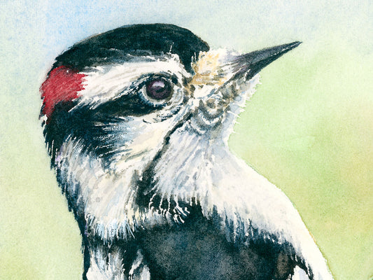 Close-up watercolor of a male downy woodpecker with a red patch on his head against a light green background