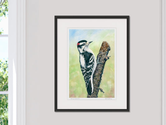 Framed watercolor print of Downy Woodpecker in a black frame on a neutral wall.