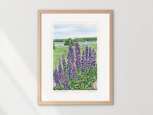 Framed watercolor print of Gilsland Farm Lupine, Falmouth, Maine, in a warm wood frame on a neutral wall.