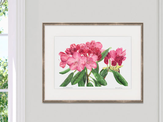 Framed watercolor print of Pink Rhododendron, Coastal Maine Botanical Gardens, Boothbay, in a pale gold frame beside a sunny window decor.