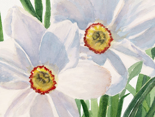 Close-up detail of original watercolor painting of White Daffodils, showing the bright yellow and red ruffly corona and transparent white petals.