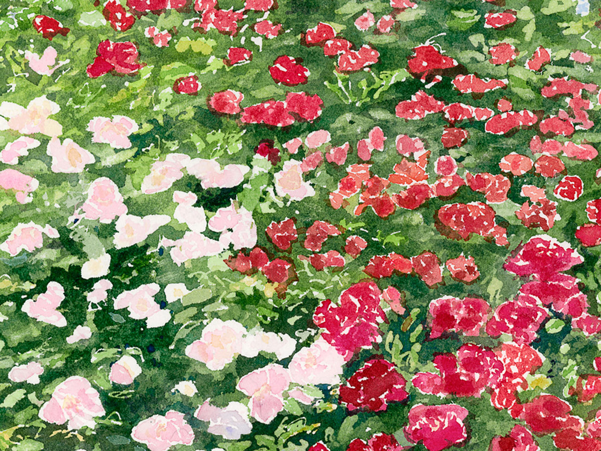 Close-up detail of Arbor Garden Roses watercolor painting, highlighting layered petals, soft brushwork, and vibrant garden color.