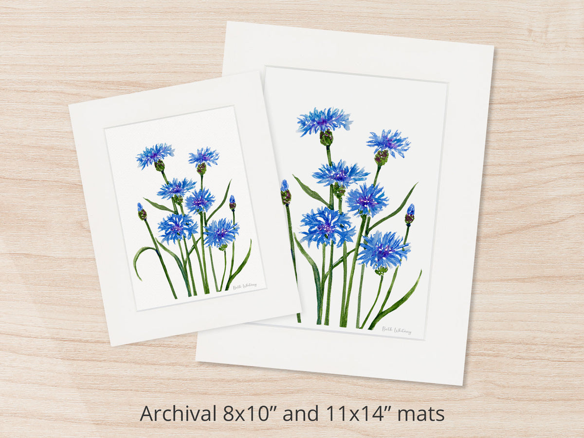 Archival watercolor prints of Bachelor's Buttons cornflowers, shown in 8x10 and 11x14 mat sizes.