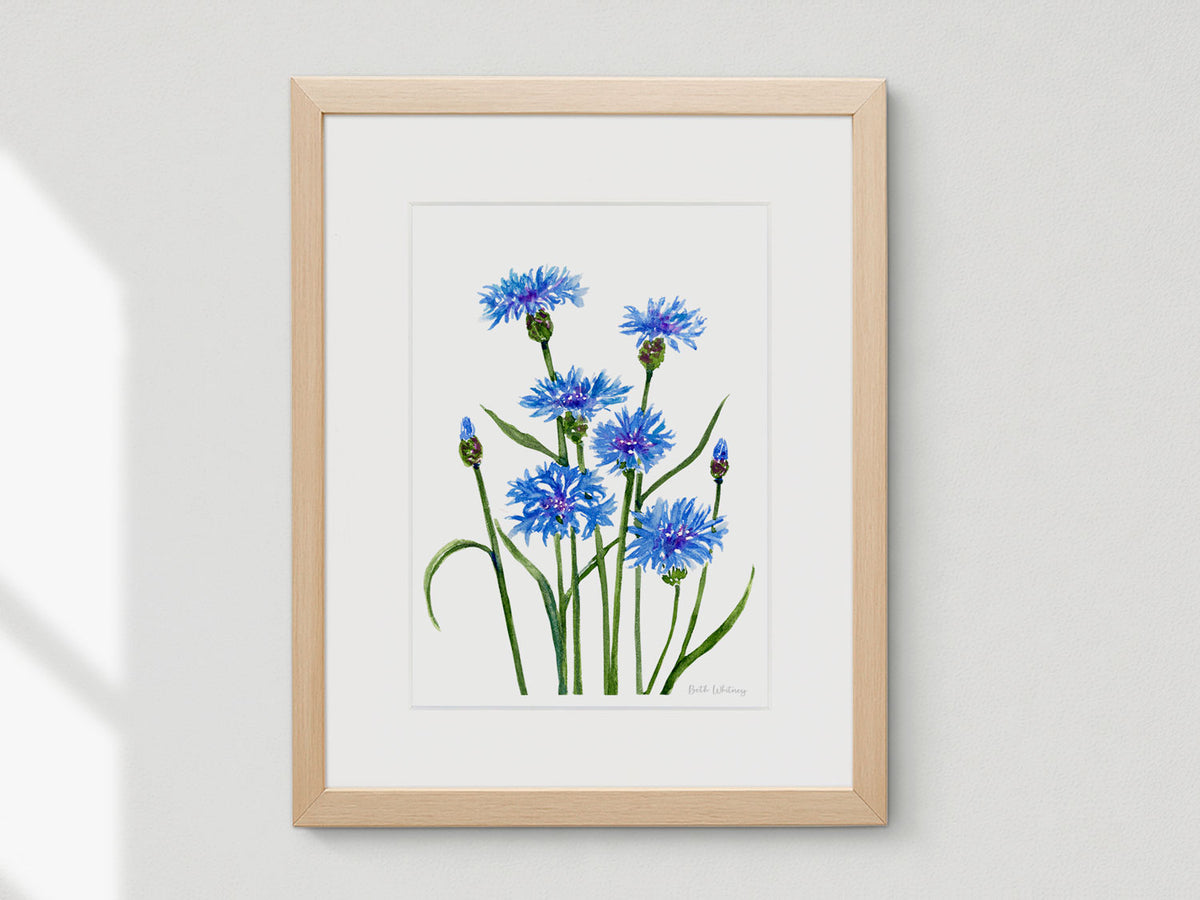 Framed watercolor print of Bachelor's Buttons cornflowers in a warm wood frame on a neutral wall.