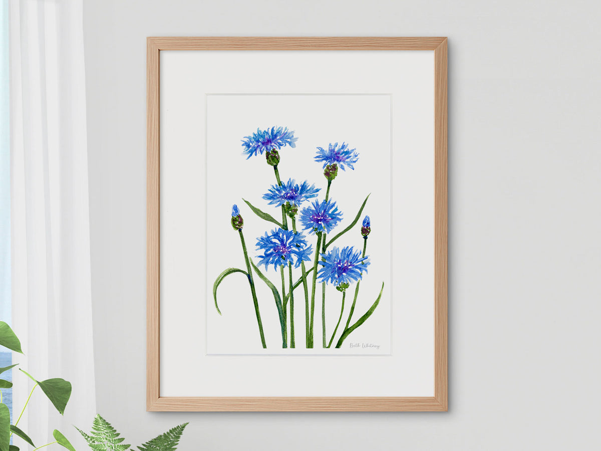 Framed watercolor print of Bachelor's Buttons blue cornflowers in a warm wood frame, styled in a bright interior setting.