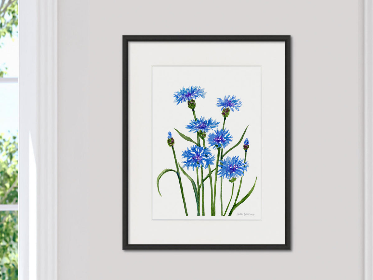 Framed watercolor print of Bachelor's Buttons cornflowers in a black frame, shown in a light-filled room.