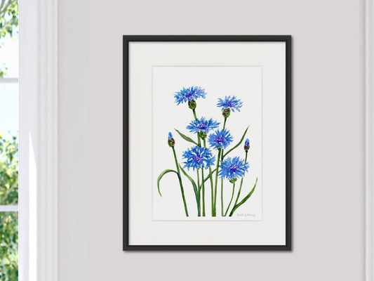 Framed watercolor print of Bachelor's Buttons cornflowers in a black frame, shown in a light-filled room.