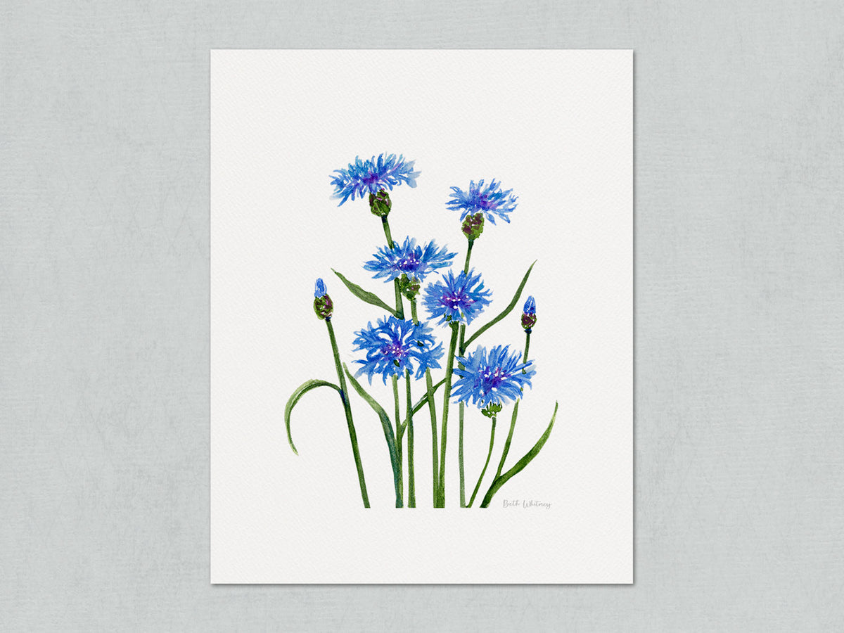Unmatted archival watercolor print of Bachelor's Buttons blue cornflowers on gray background.