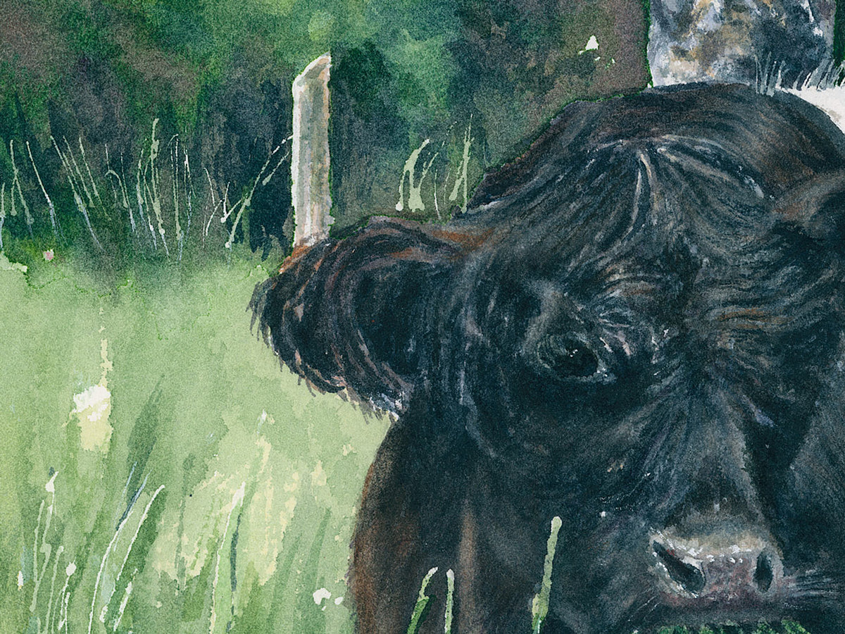Close-up detail of original watercolor painting of Beltie's Brunch, showing tousled hair and expressive eye of the Belted Galloway cow.
