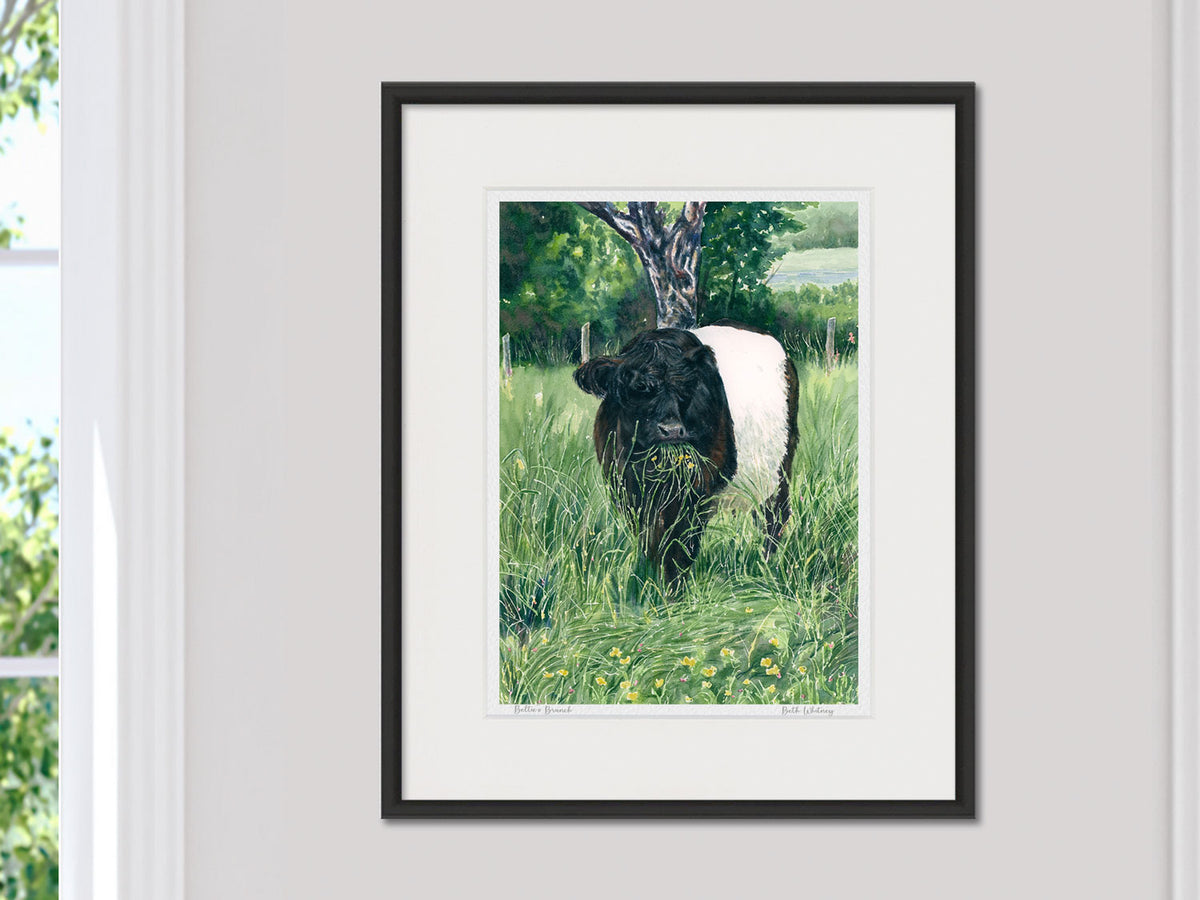 Framed watercolor print of Beltie's Brunch Belted Galloway cow in a black frame on a neutral wall.