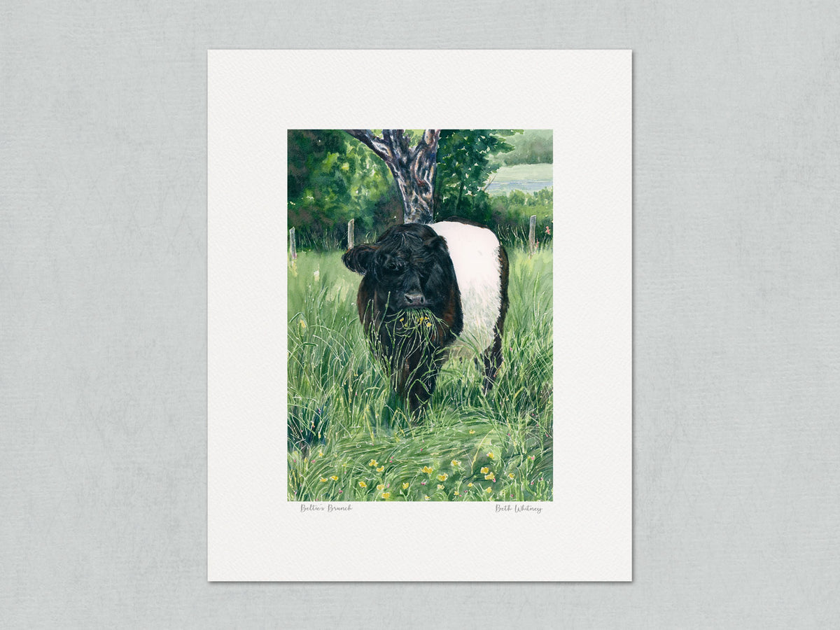Unmatted archival watercolor print of Beltie's Brunch Belted Galloway cow on gray background.