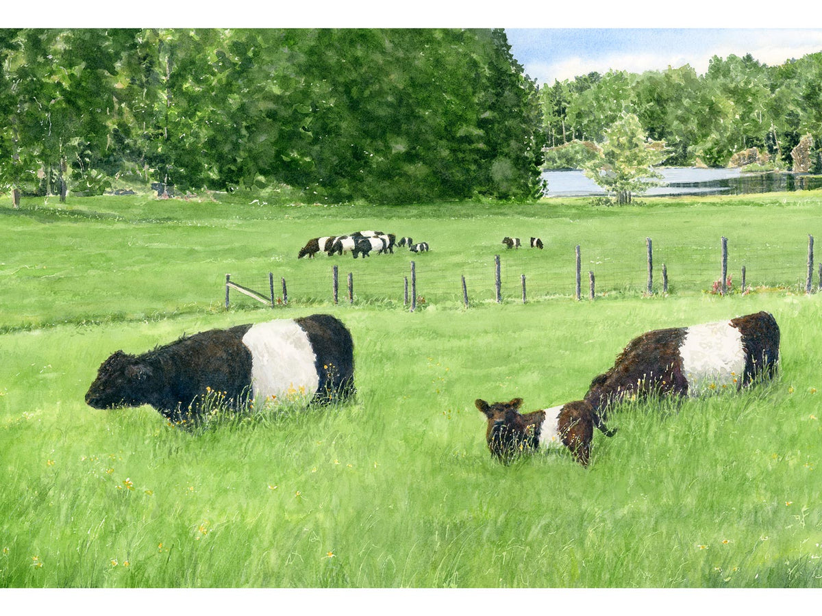 Original watercolor painting of Belted Galloway cows and calves grazing at Aldermere Farm, Rockport, Maine, by Beth Whitney.