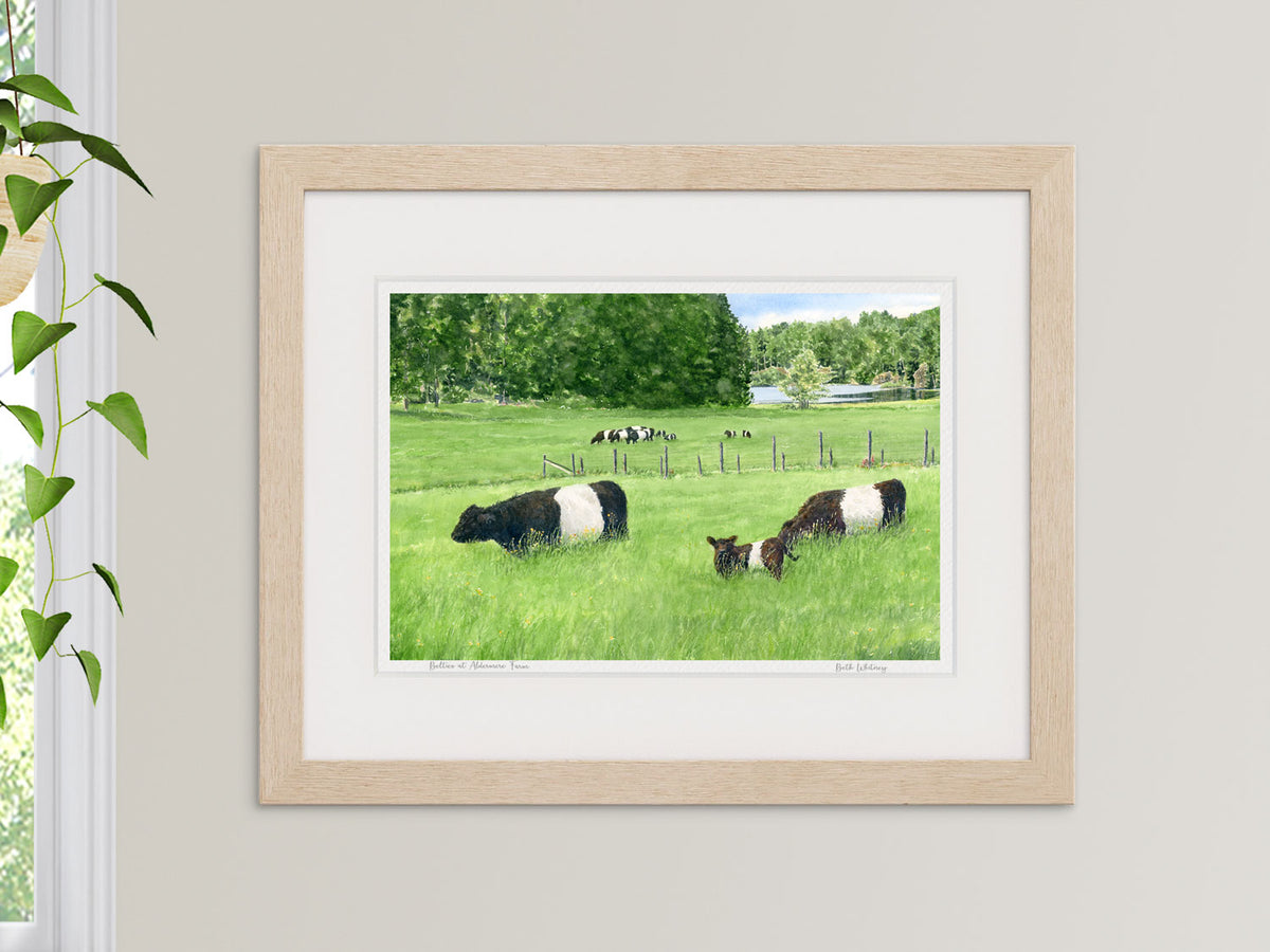 Framed watercolor print of Belted Galloway calves at Aldermere Farm in a neutral frame with plant styling.