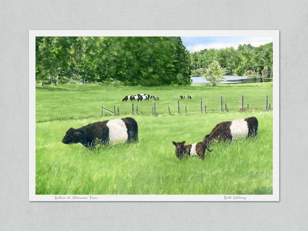Unmatted archival watercolor print of Belted Galloway calves at Aldermere Farm, Rockport, Maine, on gray background.