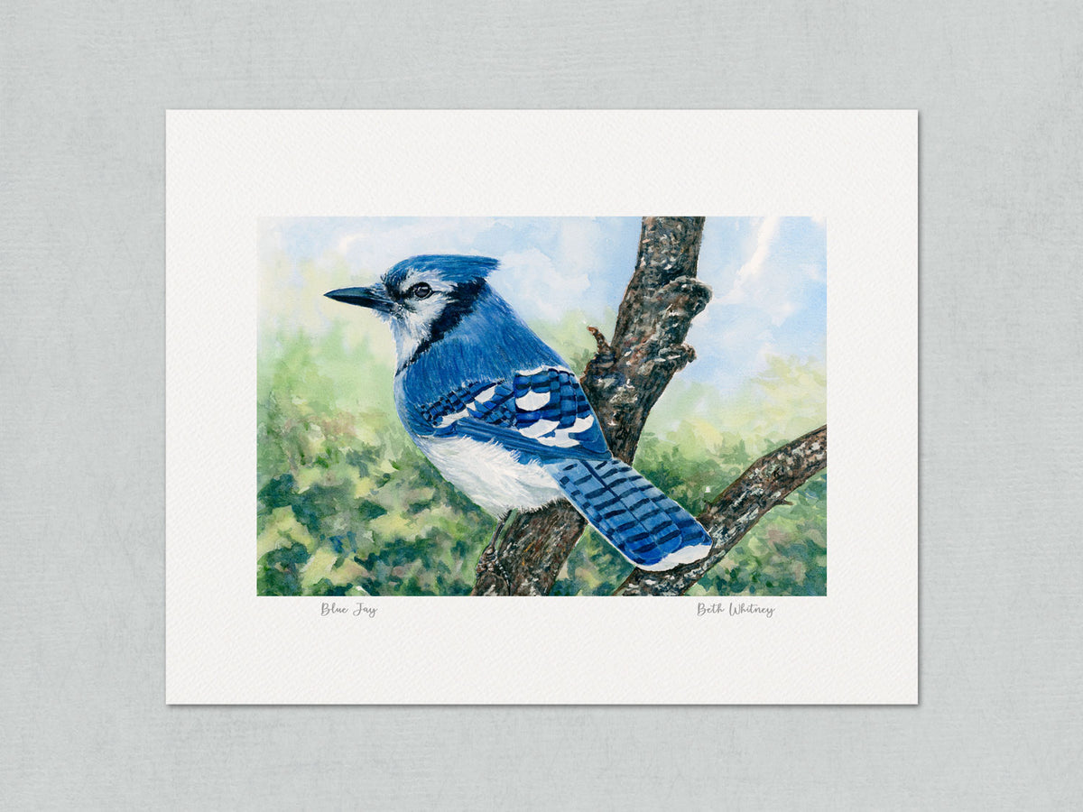 Unmatted archival watercolor print of Blue Jay in crabapple tree, Ellsworth, Maine, on gray background.