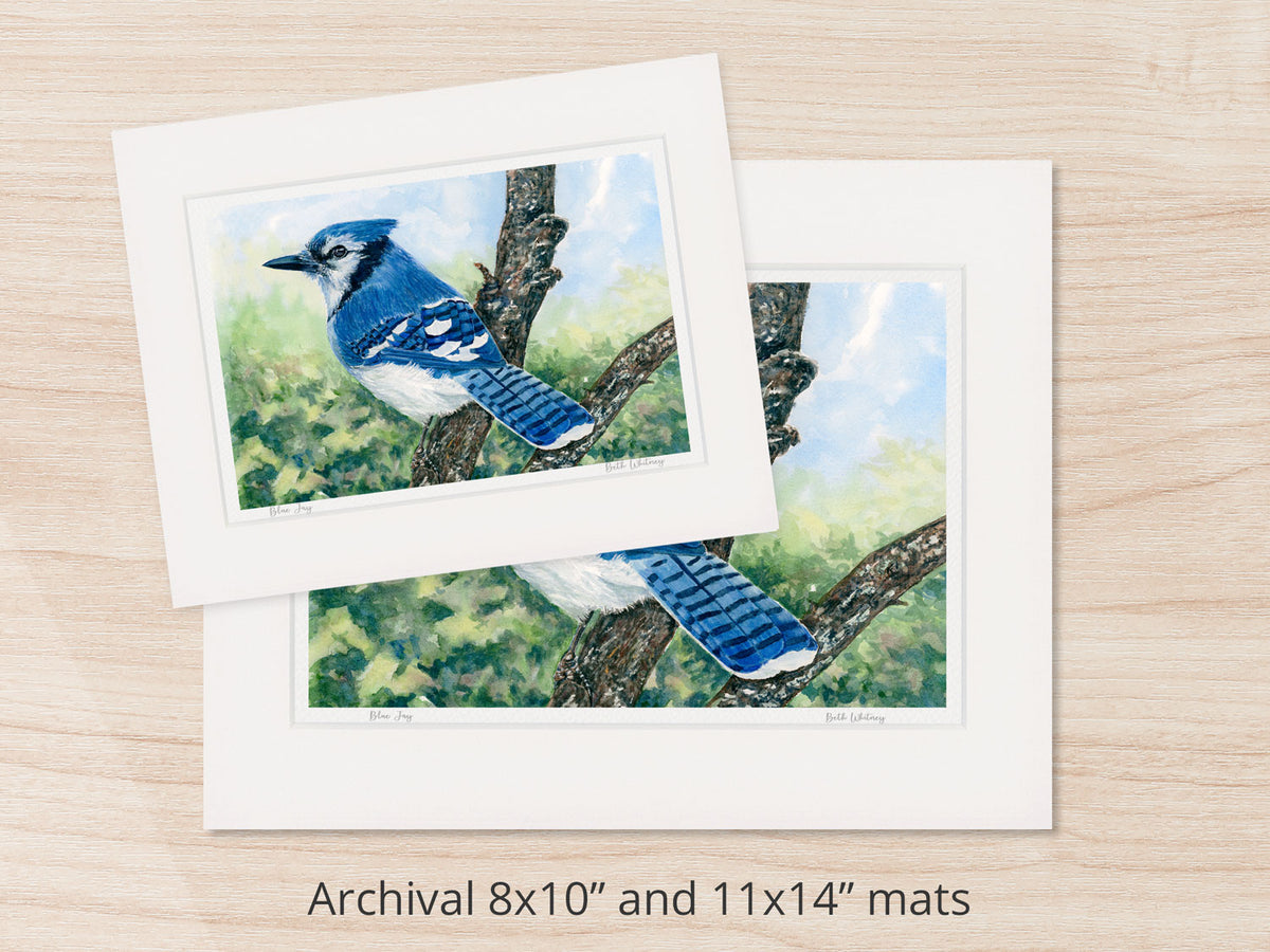 Archival watercolor prints of Blue Jay, shown in 8x10 and 11x14 mat sizes.