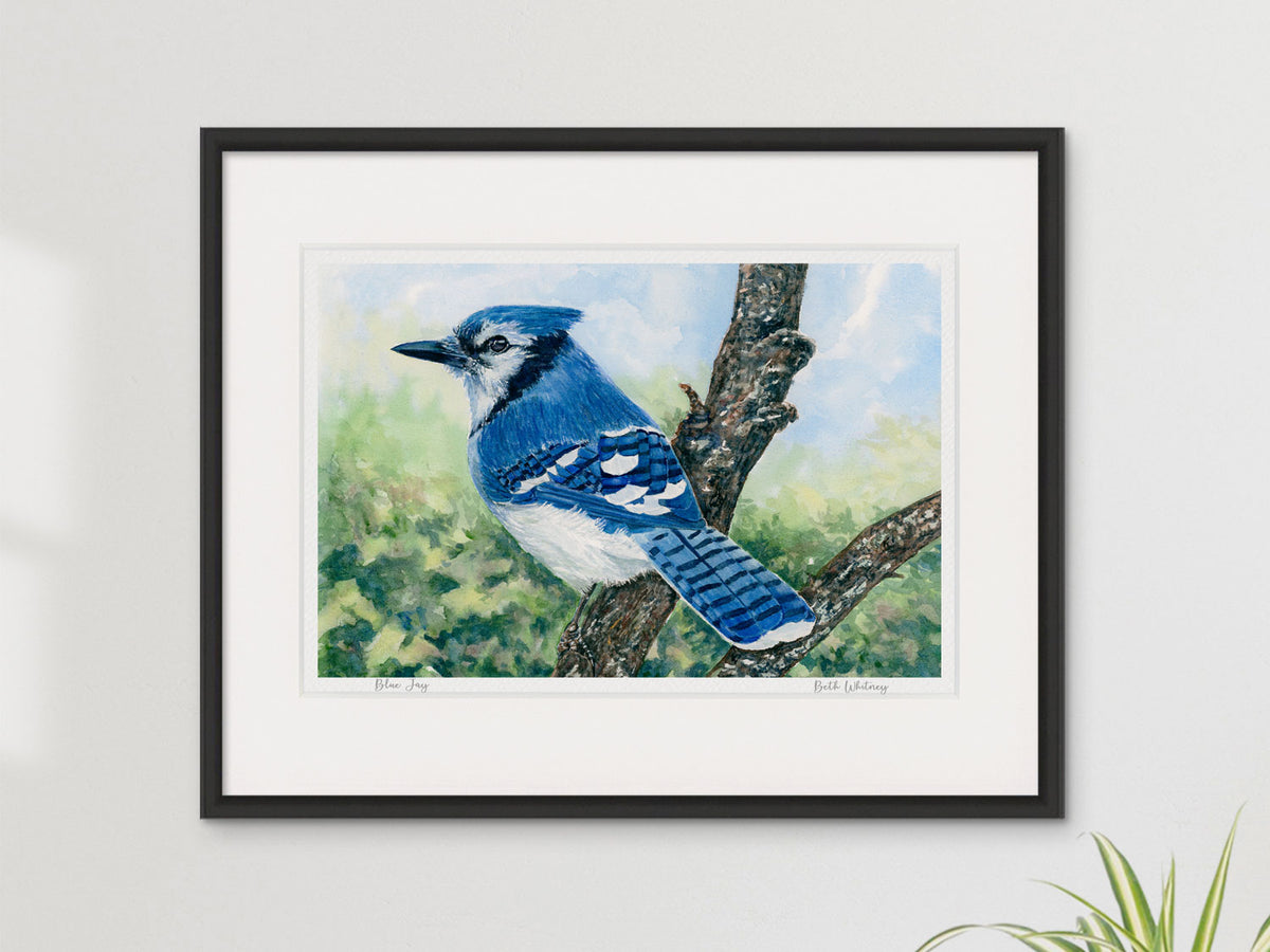 Framed watercolor print of Blue Jay in a black frame on a neutral wall.