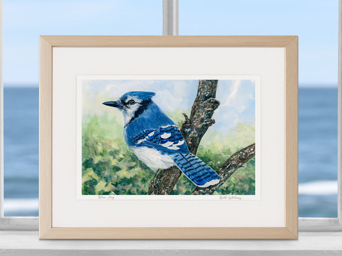 Framed watercolor print of Blue Jay in a warm wood frame in a coastal setting.