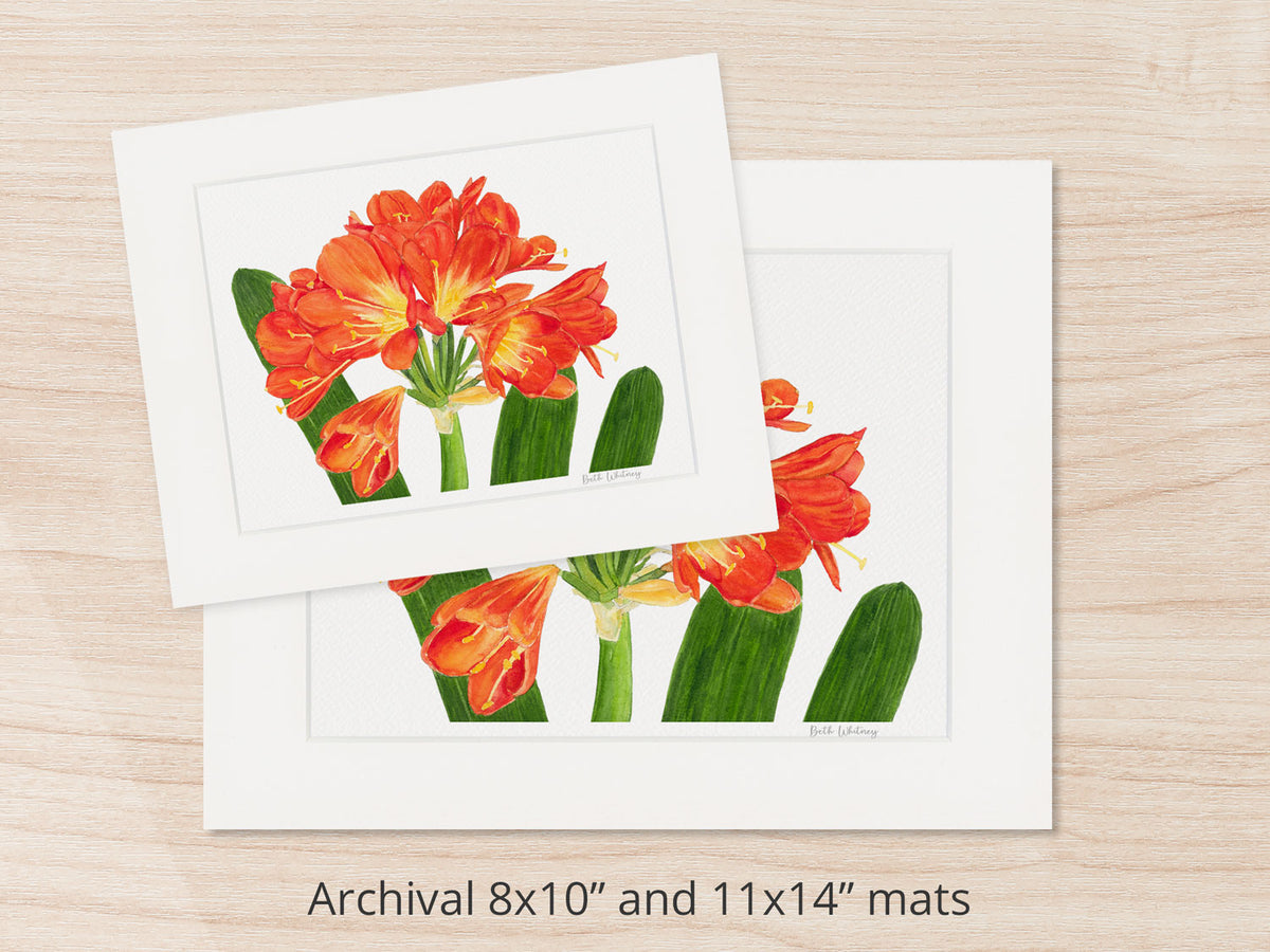 Archival watercolor prints of Clivia, shown in 8x10 and 11x14 mat sizes.