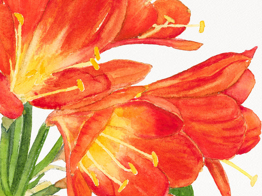 Close-up detail of original watercolor painting of Clivia, showing orange and yellow blooms against deep green leaves.
