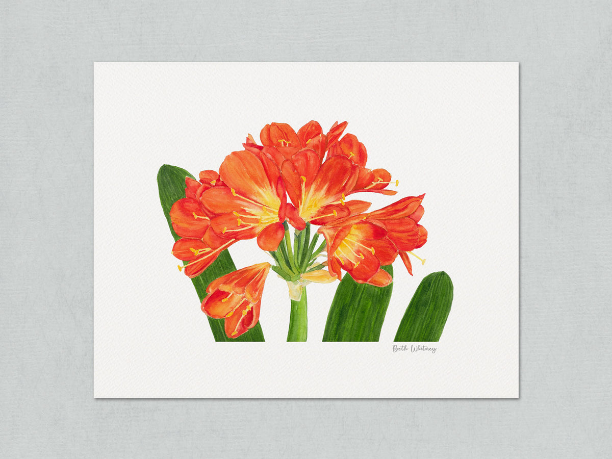 Unmatted archival watercolor print of Clivia flowers in orange and yellow on gray background.