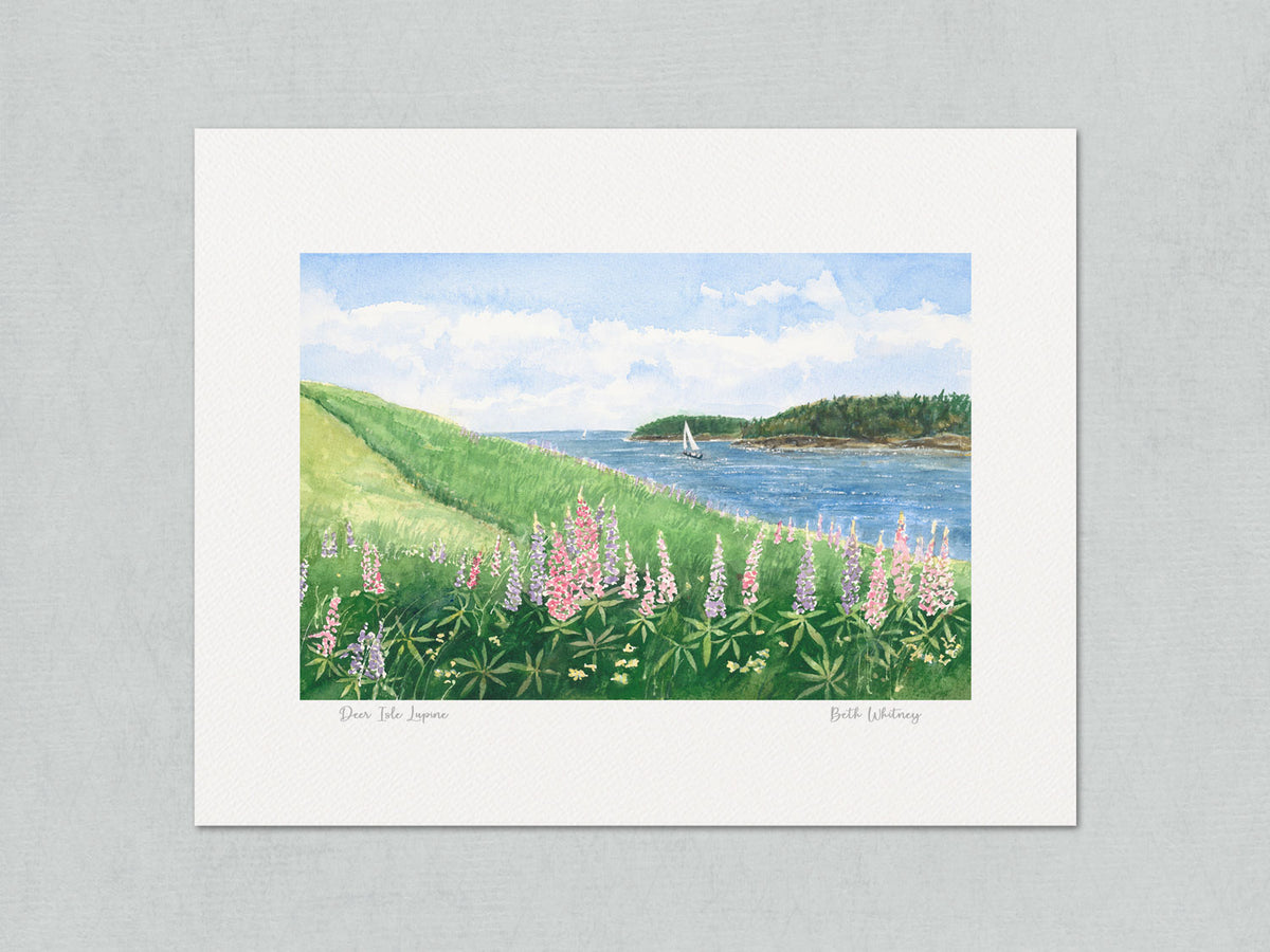 Unmatted archival watercolor print of Deer Isle Lupine, Deer Isle, Maine coast, on gray background.
