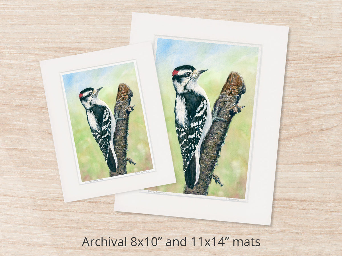 Archival watercolor prints of Downy Woodpecker, shown in 8x10 and 11x14 mat sizes.