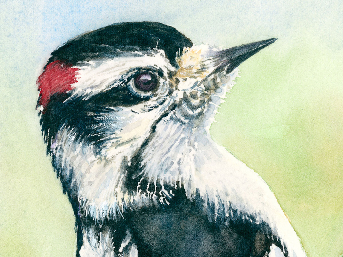 Close-up watercolor of a male downy woodpecker with a red patch on his head against a light green background