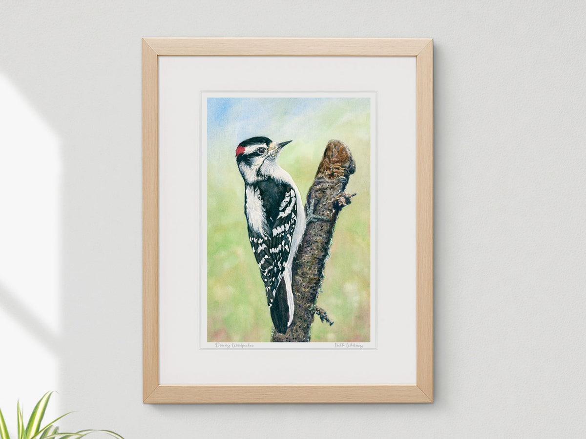 Framed watercolor print of Downy Woodpecker in a warm wood frame on a neutral wall.