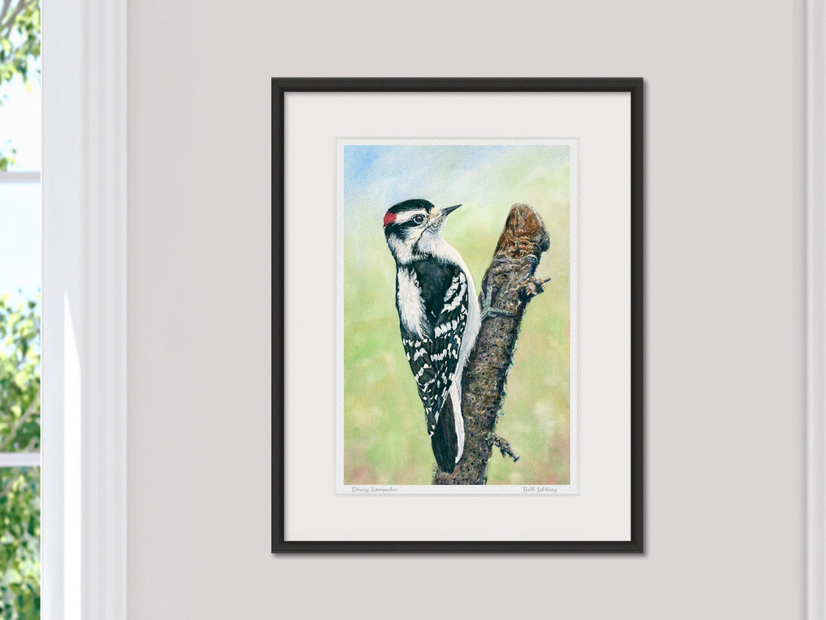 Framed watercolor print of Downy Woodpecker in a black frame on a neutral wall.