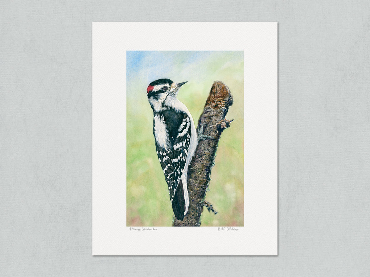 Unmatted archival watercolor print of Downy Woodpecker on gray background.