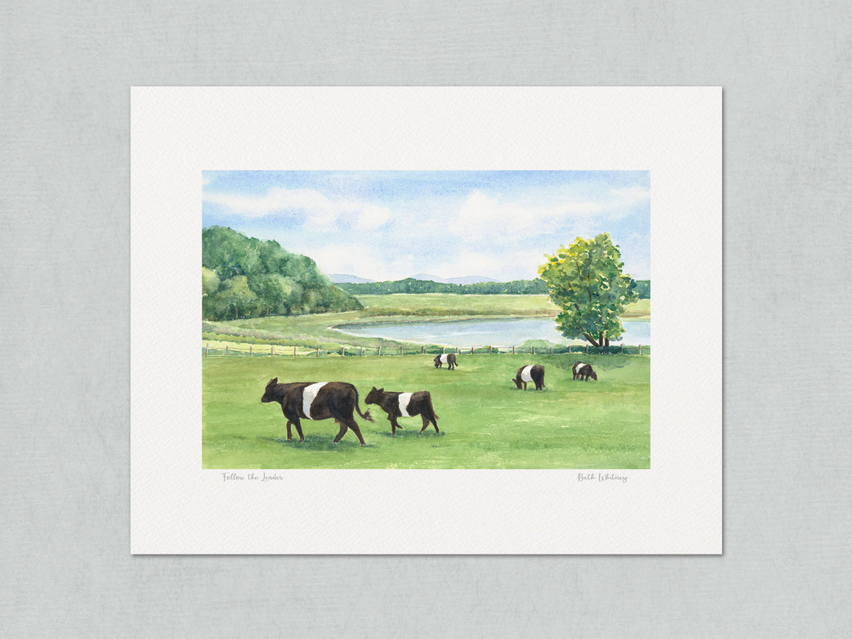 Unmatted archival watercolor print of Follow the Leader, Belted Galloway cattle at Aldermere Farm, on gray background.