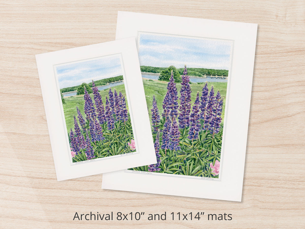 Archival watercolor prints of Gilsland Farm Lupine, Falmouth, Maine, shown in 8x10 and 11x14 mat sizes.