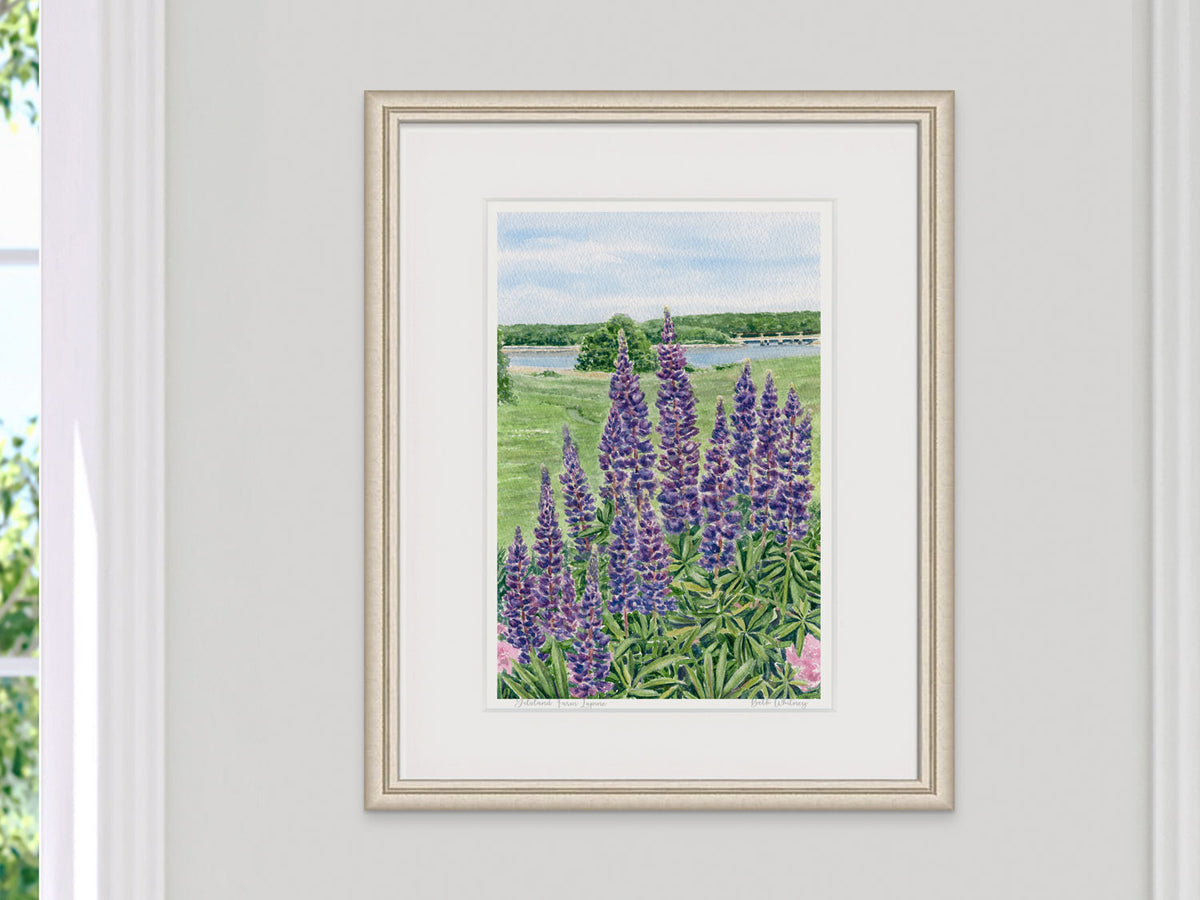 Framed watercolor print of Gilsland Farm Lupine, Maine Audubon, in a pale gold frame on a neutral wall.