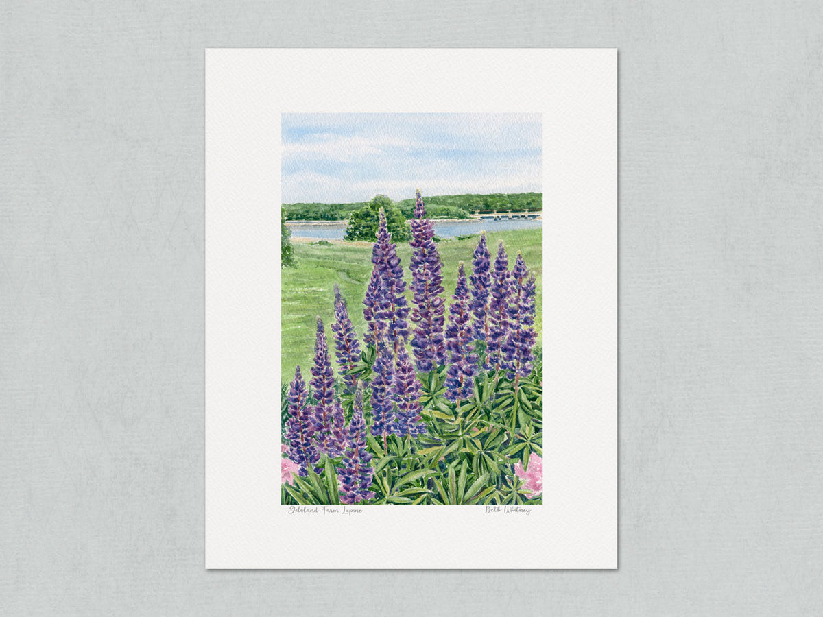Unmatted archival watercolor print of Gilsland Farm Lupine, Maine Audubon, Falmouth, Maine, on gray background.