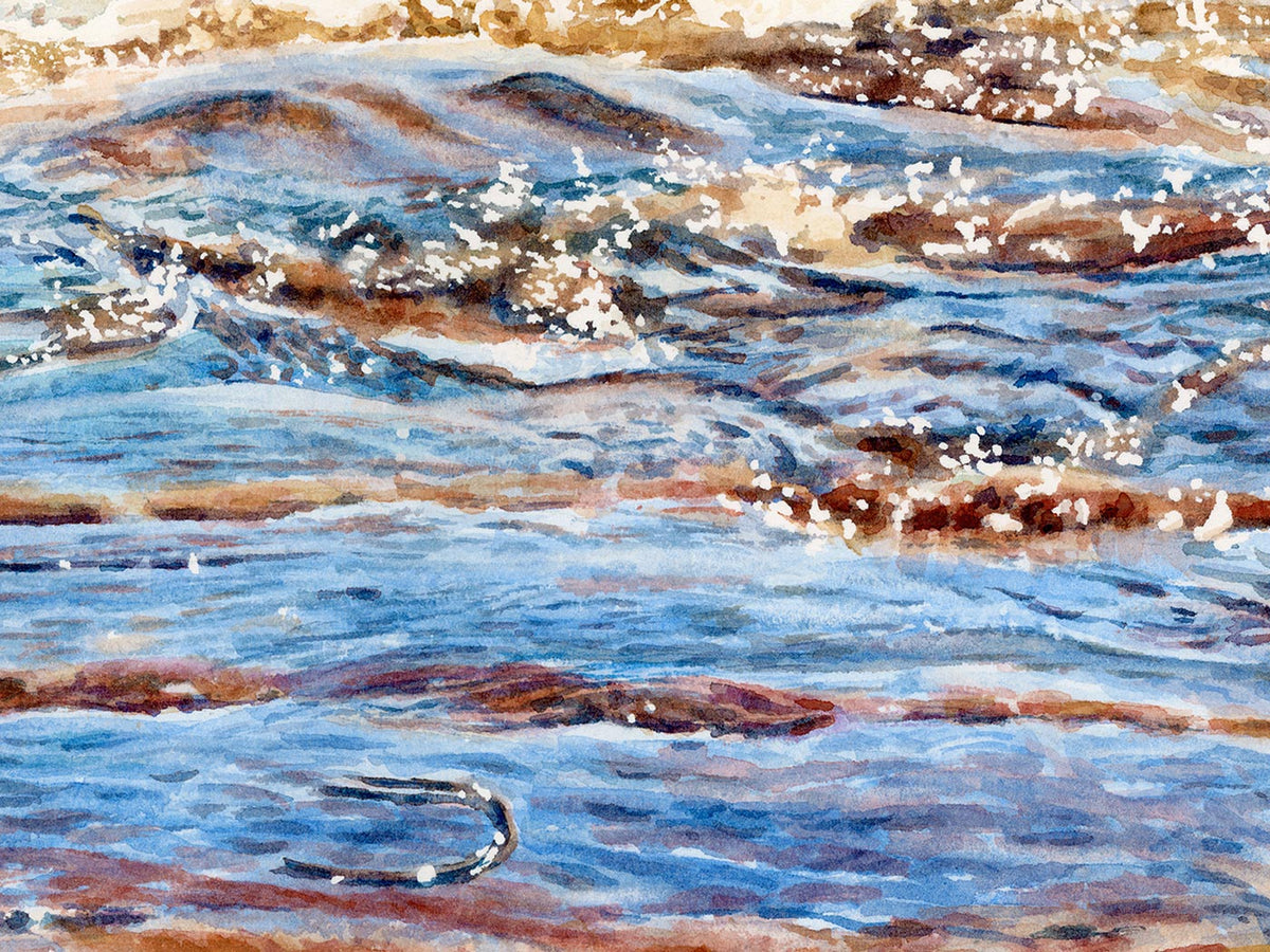 Close-up detail of original watercolor painting of Great Wass Island, showing crystal clear water and red and gold submerged rocks.