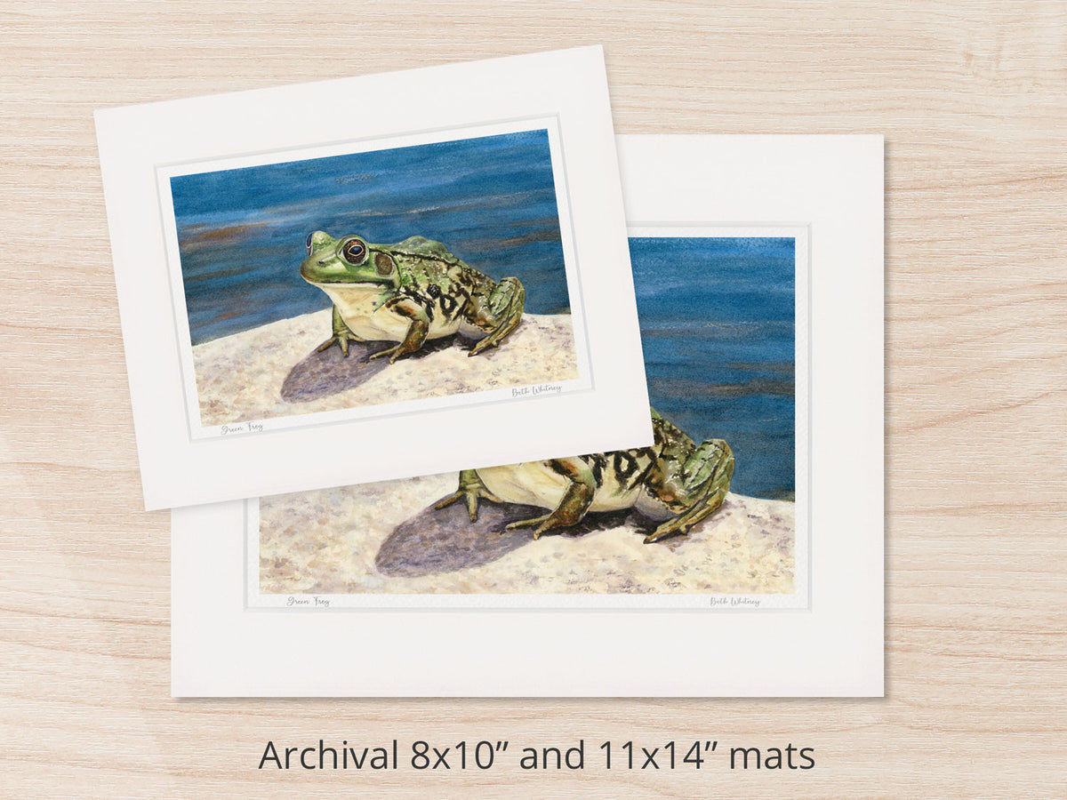 Archival watercolor prints of Green Frog, Coastal Maine Botanical Gardens, shown in 8x10 and 11x14 mat sizes.