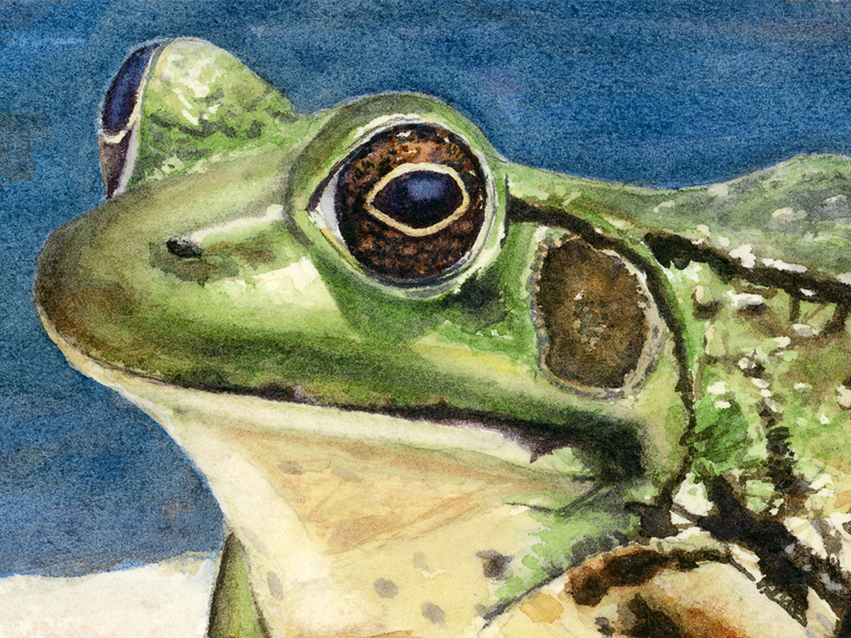Close-up detail of original watercolor painting of Green Frog, showing the frog's eye and face in realistic detail.