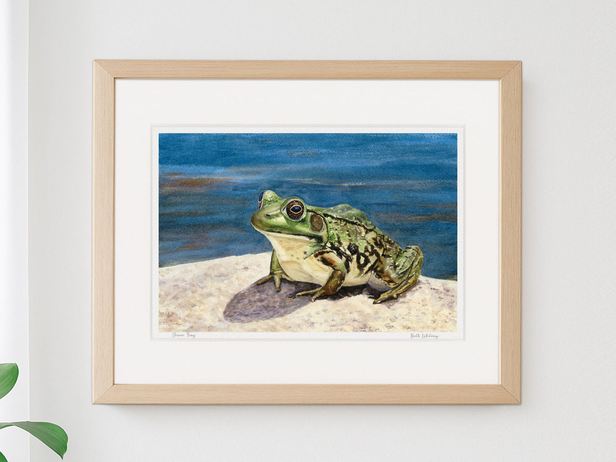 Framed watercolor print of Green Frog, Coastal Maine Botanical Gardens, in a warm wood frame on a neutral wall.