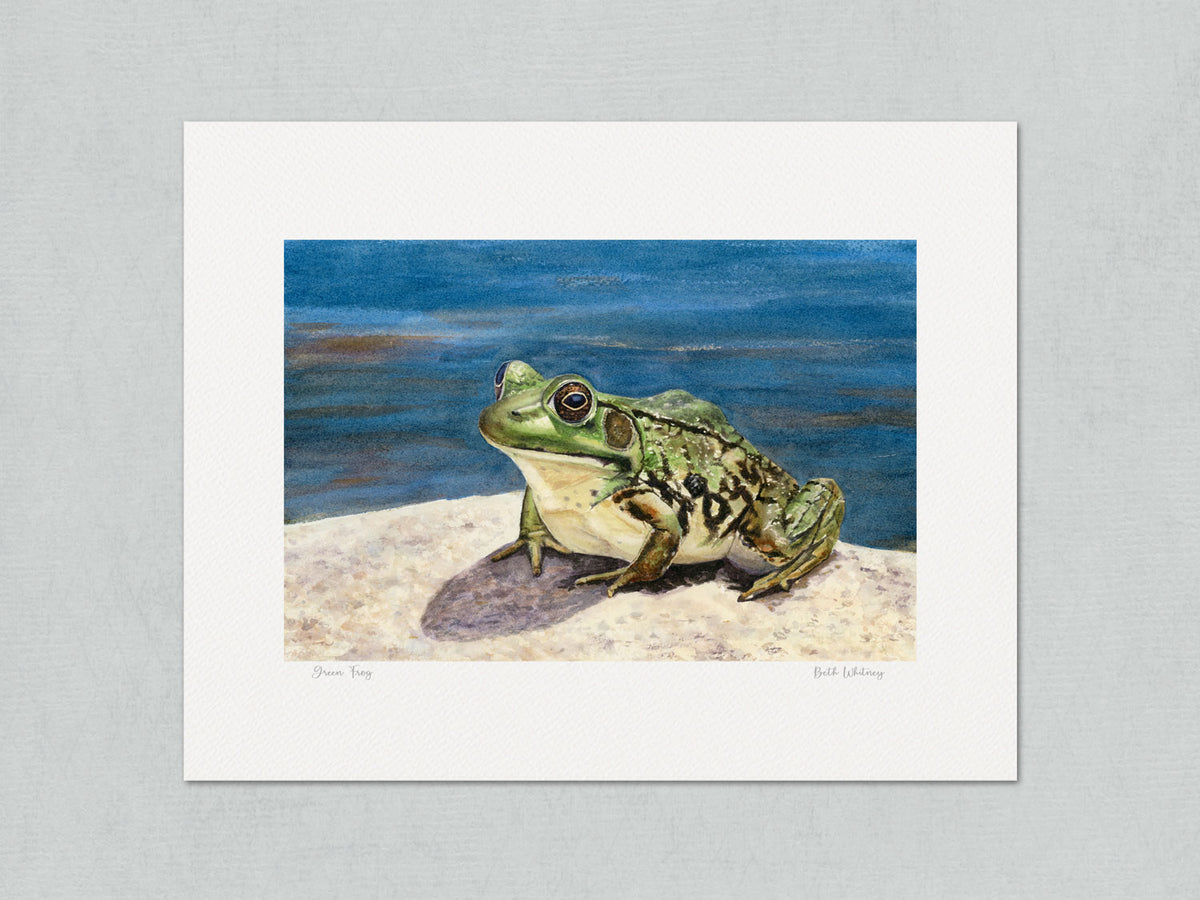 Unmatted archival watercolor print of Green Frog, Coastal Maine Botanical Gardens, Boothbay, Maine, on gray background.
