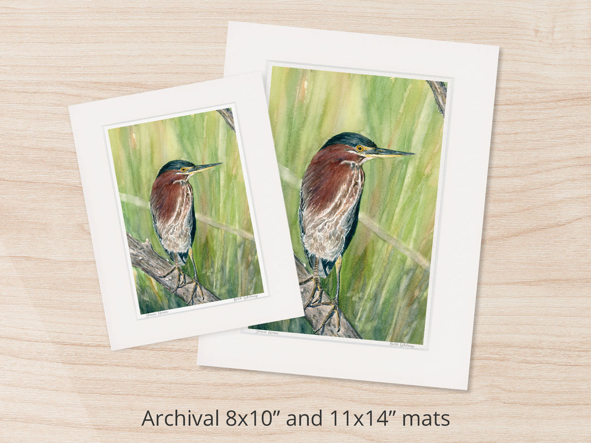 Archival watercolor prints of Green Heron, shown in 8x10 and 11x14 mat sizes.