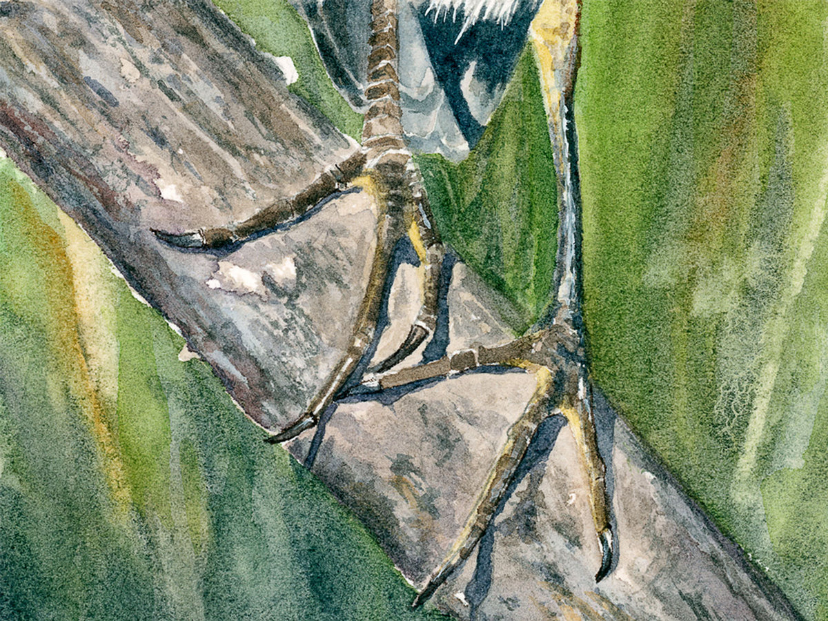 Close-up detail of a green heron‚Äôs feet gripping a branch, highlighting delicate watercolor textures and natural bird anatomy in this watercolor.