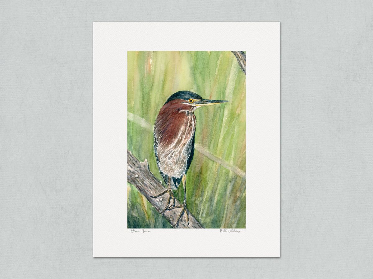 Unmatted archival watercolor print of Green Heron perched in the reeds, on gray background.