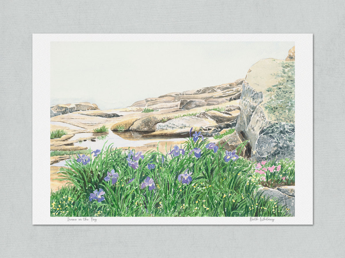 Unmatted archival watercolor print of Irises in the Fog, Schoodic Point, Acadia National Park, on gray background.