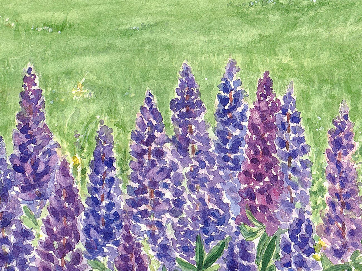 Close-up detail of original watercolor painting of Lupine Cottage, showing purple lupine blooms in the foreground.