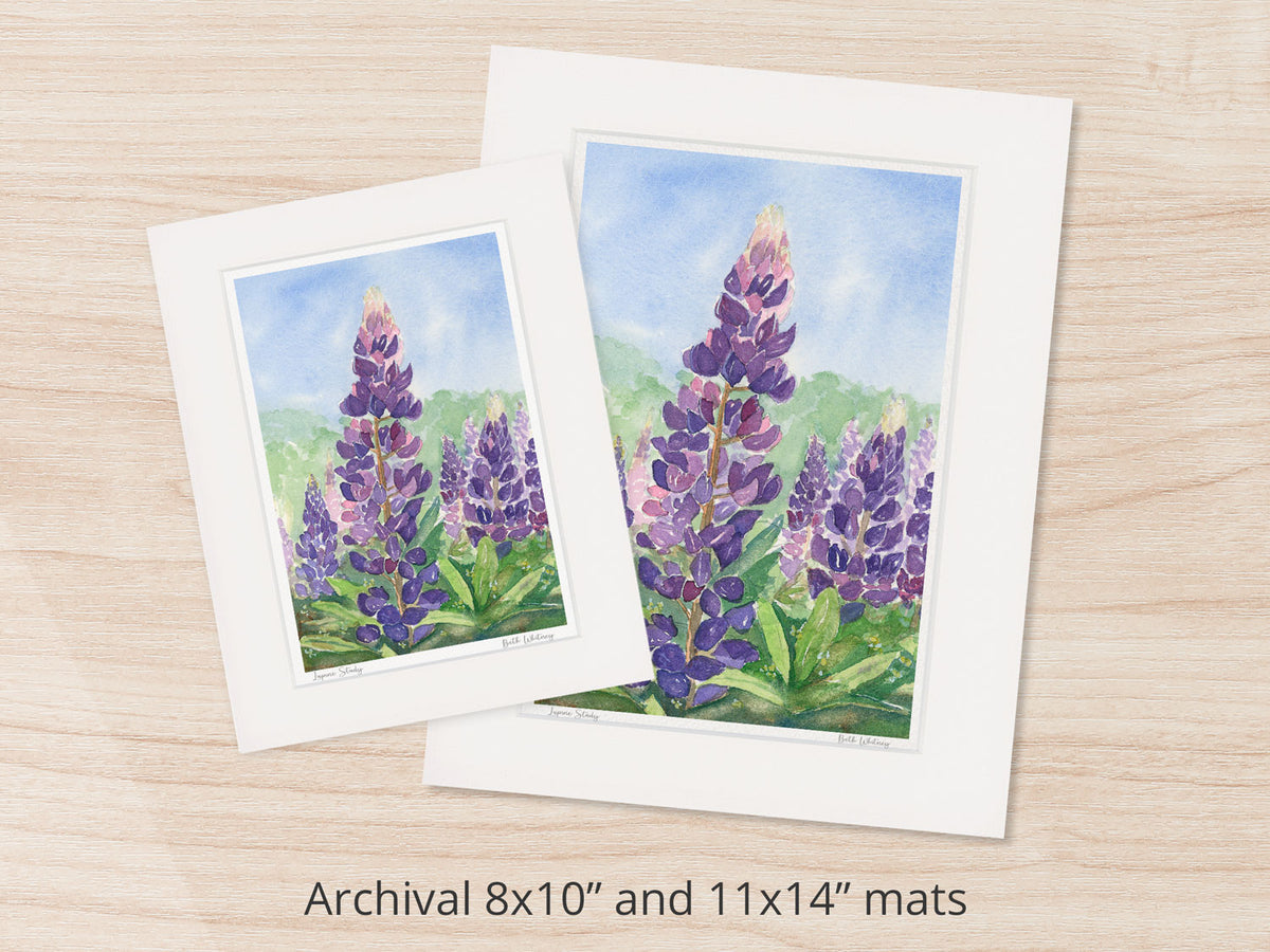 Archival watercolor prints of Lupine Study, wild lupine near Acadia National Park, Maine, shown in 8x10 and 11x14 mat sizes.