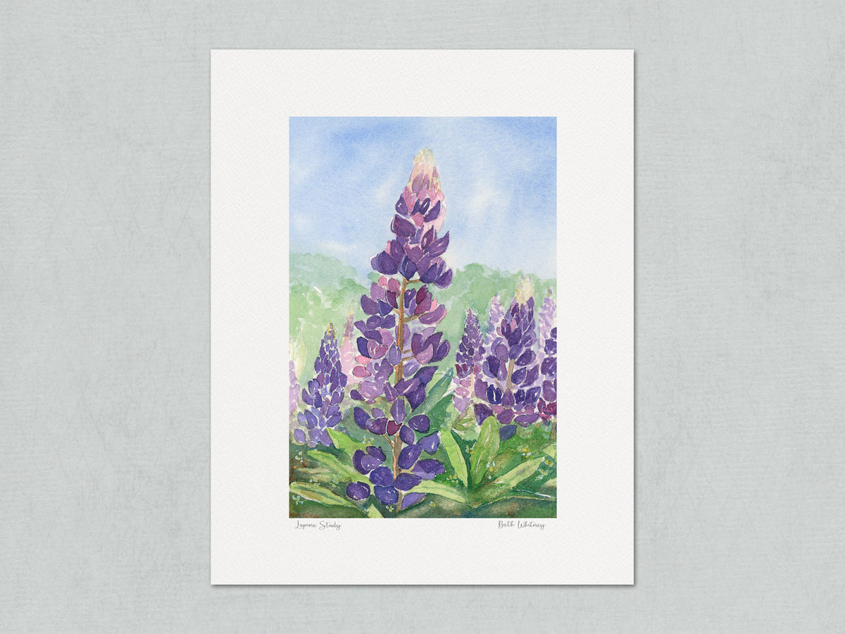 Unmatted archival watercolor print of Lupine Study, wild lupine near Acadia, Trenton, Maine, on gray background