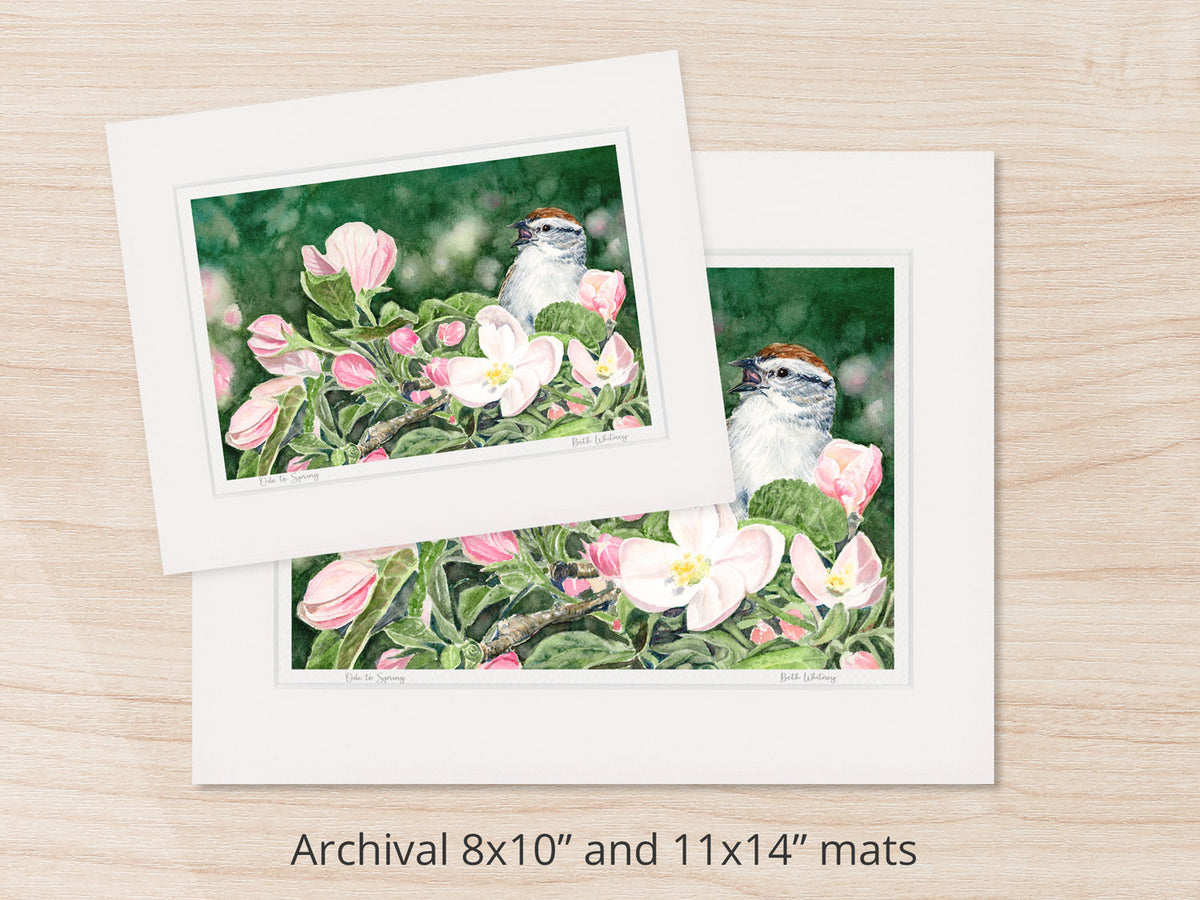 Archival watercolor prints of Ode to Spring, chipping sparrow on apple blossoms, shown in 8x10 and 11x14 mat sizes.